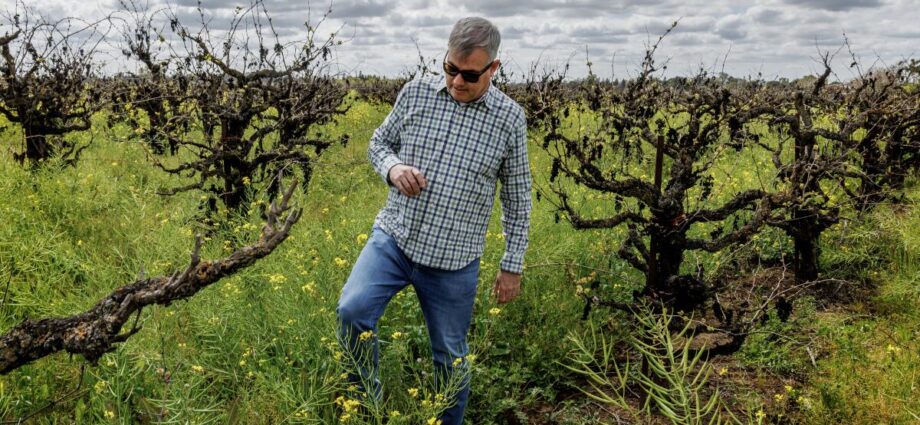 global-wine-glut-compounds-headaches-for-struggling-california-vineyards