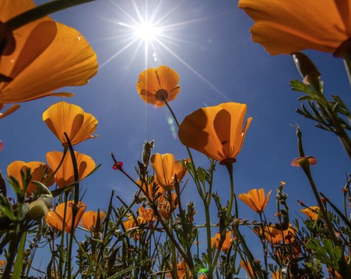 a-big-year-for-wildflowers-in-southern-california-—-just-not-poppies.-why?
