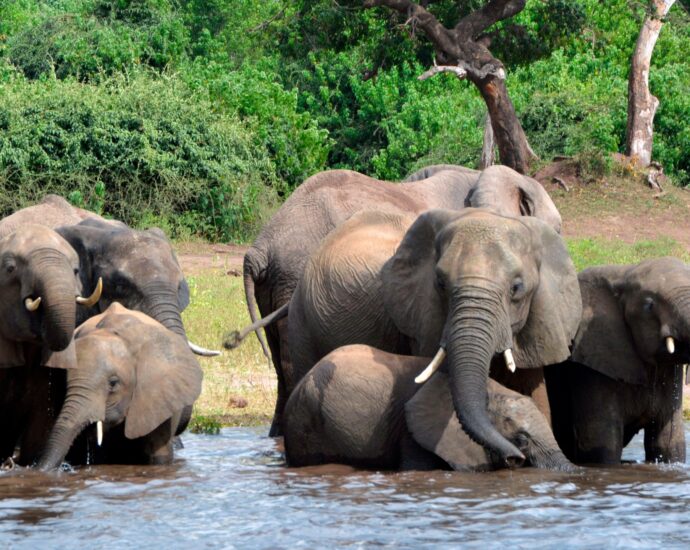 elephant-in-the-room:-why-botswana,-namibia-want-fewer-of-the-gentle-giants