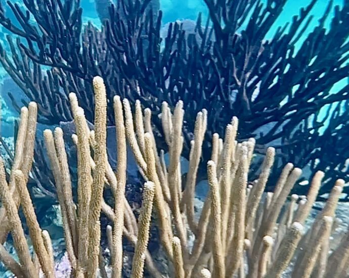 noaa-declares-a-global-coral-bleaching-event-in-2023