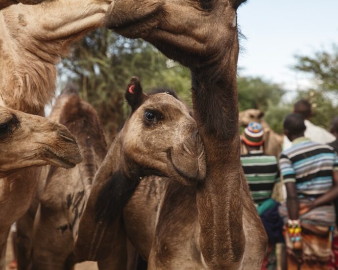 where-drought-looms-in-kenya,-camels-are-the-new-cows