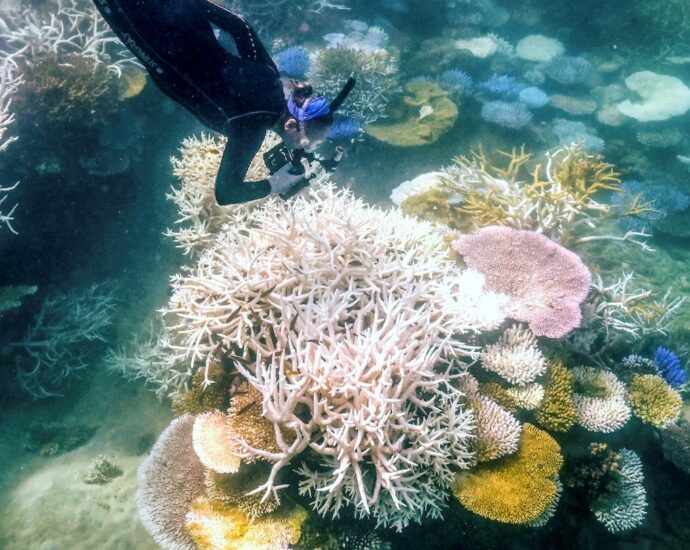 great-barrier-reef-experiencing-one-of-its-worst-coral-bleaching-events