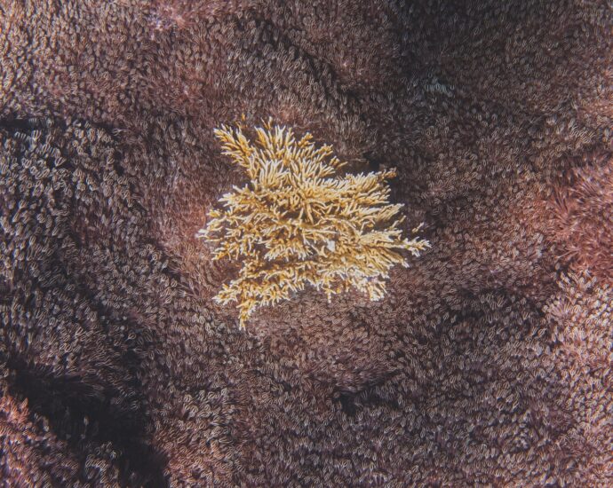 why-some-corals-are-better-off-dead