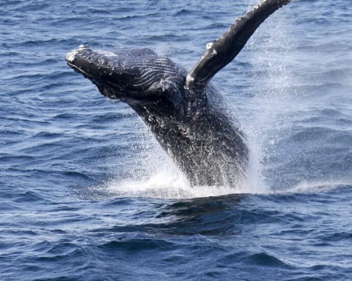 how-humanity’s-ear-splitting-racket-deafens-whales-and-other-marine-animals
