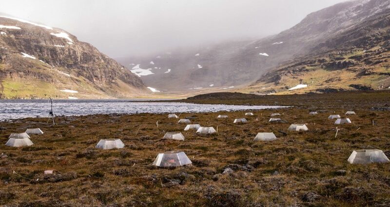 as-the-arctic-tundra-warms,-soil-microbes-likely-will-ramp-up-co2-production