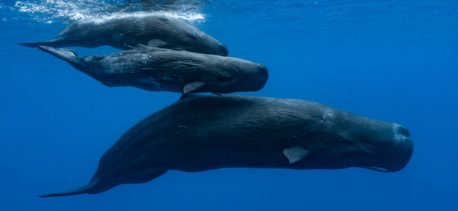 what-are-sperm-whales-saying?-researchers-find-a-complex-‘alphabet’