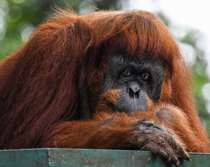 malaysia-plans-‘orangutan-diplomacy’-in-palm-oil-pitch