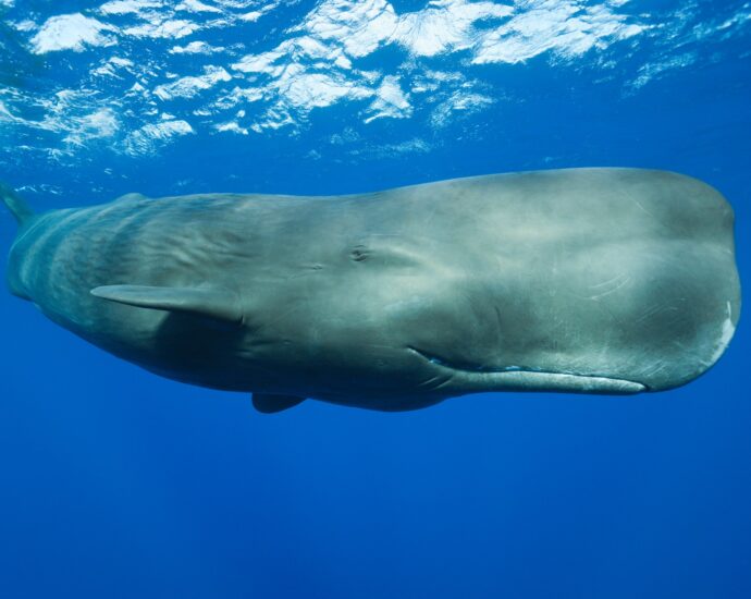 scientists-discover-sperm-whale-‘phonetic-alphabet’