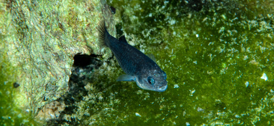 the-ever-resilient-pupfish-makes-a-comeback-in-death-valley