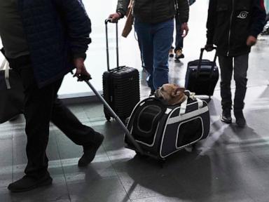 here’s-what-to-know-if-you-are-traveling-abroad-with-your-dog