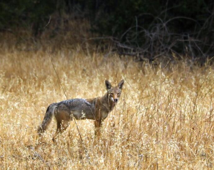 torrance-coyote-trapper-investigated-for-possible-violation-of-state-law