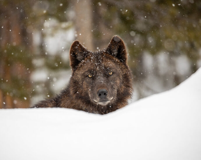the-torture-and-killing-of-a-wolf,-a-new-endangered-species-lawsuit-and-novel-science-revive-wyoming-debate-over-the-predator