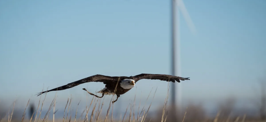 wind-turbines-can-kill-birds,-but-not-as-many-as-fossil-fuels-and-other-anthropogenic-impacts