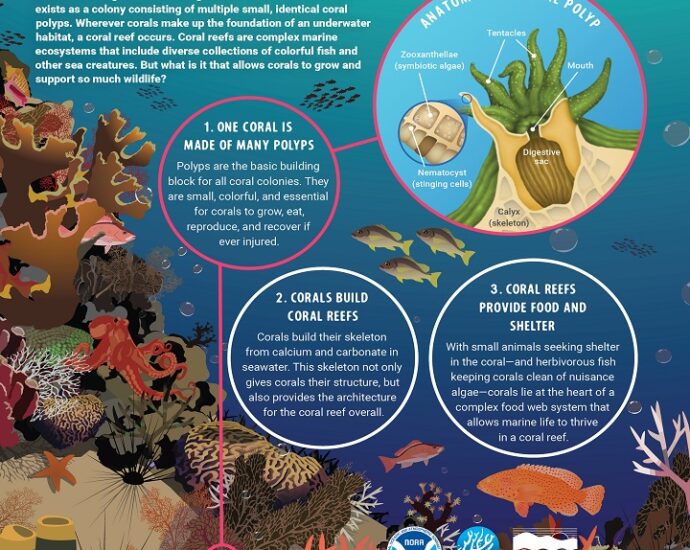 from-vibrant-corals-to-white-skeletons:-climate-change-and-looming-existential-threats-to-coral-reefs