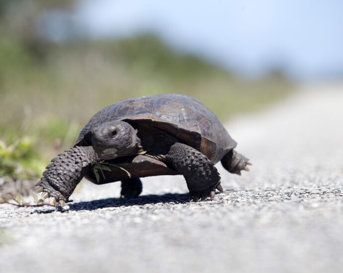 Tortoise Takes a Leisurely Stroll