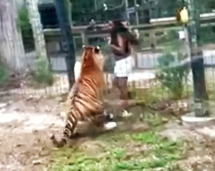 woman-nearly-bitten-by-tiger-after-climbing-over-fence-at-new-jersey-zoo