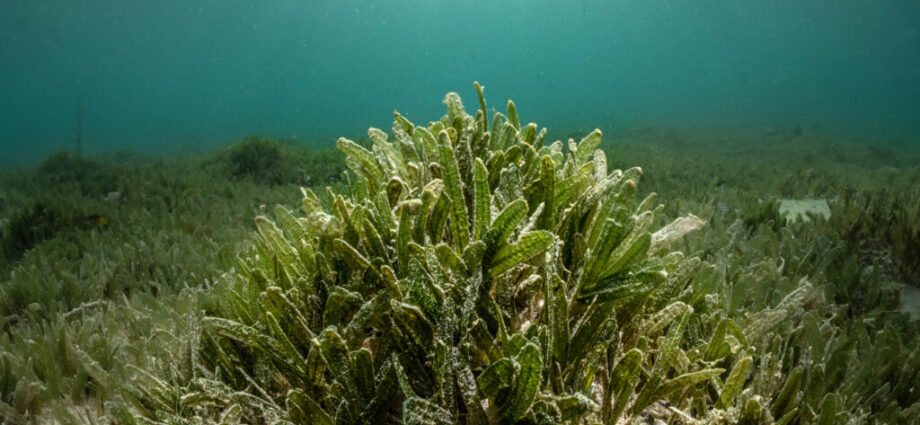 the-seagrass-species-that-is-not-so-slowly-taking-over-the-world