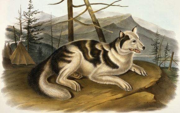 Ancient mtDNA Reveals Presence of Indigenous Dogs at Jamestown Colony in Early 17th Century