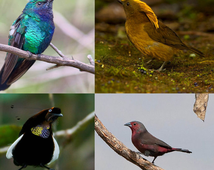 scientists-made-a-list-of-lost-birds-and-now-they-want-us-to-find-them