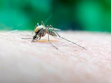 a-rare-but-deadly-mosquito-virus-infection-has-massachusetts-towns-urging-vigilance