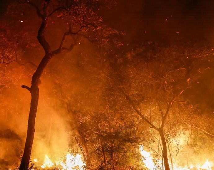 in-brazil,-wildfires-roar-across-the-pantanal-as-rare-wildlife-dies