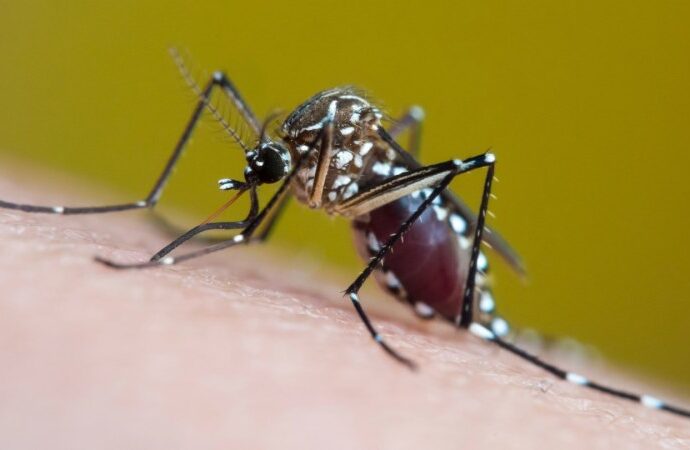 extreme-heat-and-rain-are-fueling-rising-cases-of-mosquito-borne-diseases