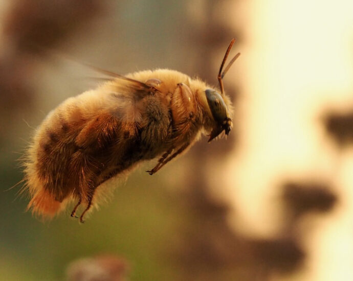 Our pest control is killing the bees