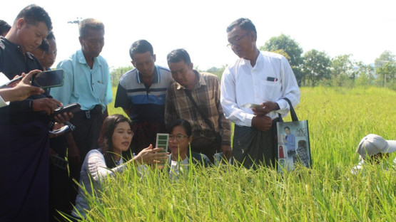 climate-smart-agriculture-enables-asian-farmers-to-increase-rice-productivity