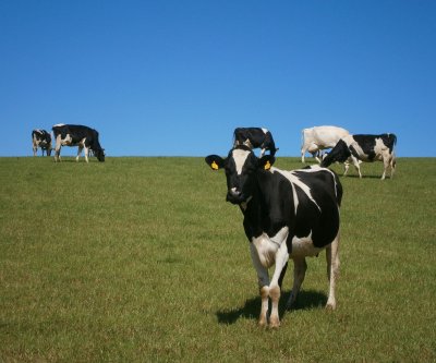 avian-flu-confirmed-in-three-central-california-dairies