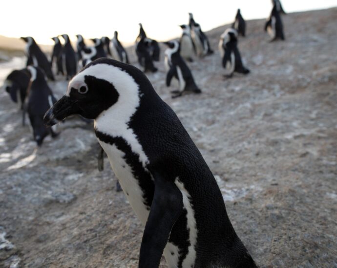 penguins-on-the-precipice:-survival-in-the-‘noisiest-bay-in-the-world’