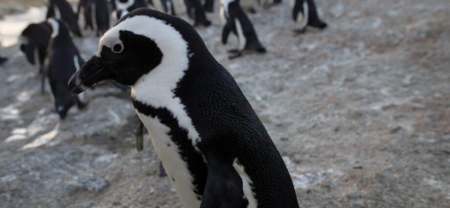 penguins-on-the-precipice:-survival-in-the-‘noisiest-bay-in-the-world’