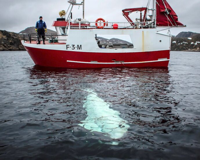 ‘russian-spy’-whale-hvaldimir-found-dead-in-norway