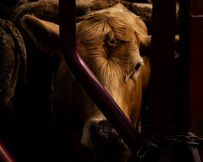 something’s-poisoning-america’s-land-farmers-fear-‘forever’-chemicals.