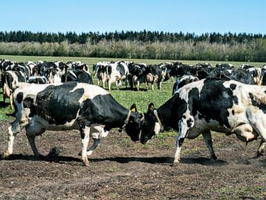 denmark-reports-cases-of-bluetongue-disease-that-can-be-fatal-to-sheep-but-is-harmless-to-humans