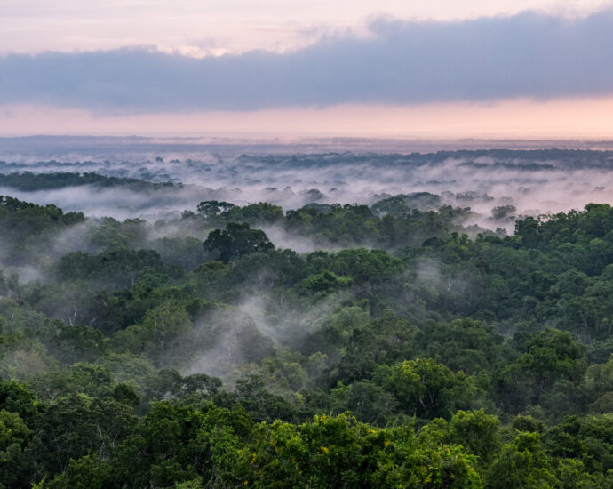 nasa-isro-radar-mission-to-provide-dynamic-view-of-forests,-wetlands