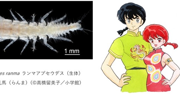 New Species Of Crustacean Named After Rumiko Takahashi’s Ranma