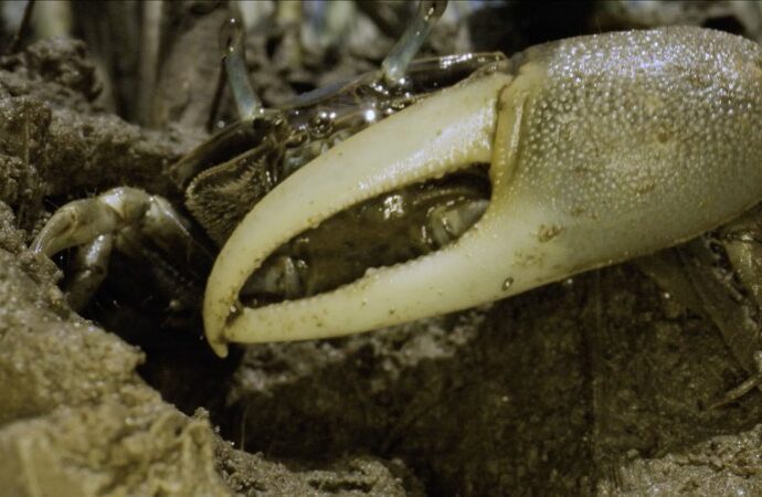 fiddler-crabs-are-migrating-north-to-cooler-waters