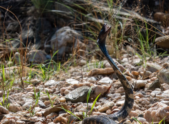 Scientists Discover New Antidote for Cobra Bites: Heparin