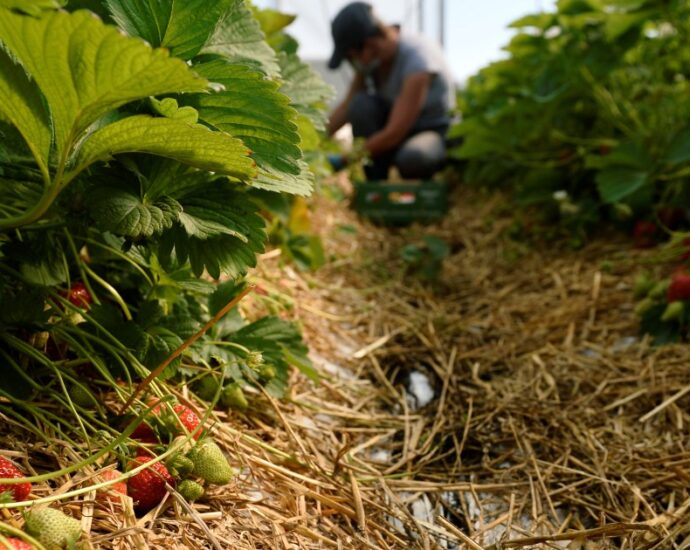 indonesian-fruit-pickers-say-seasonal-work-in-uk-left-them-drowning-in-debt