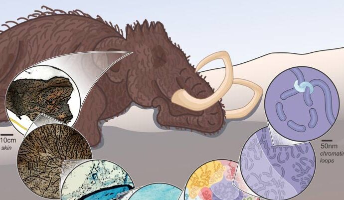 52,000-Year-Old Woolly Mammoth Skin Retained Its Ancient Genome Architecture: Study