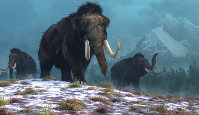 Wrangel Island’s Woolly Mammoth Population was Demographically Stable Up Until Its Extinction