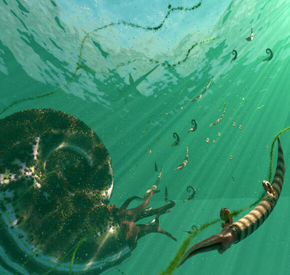 Ammonites Were Not in Decline Prior to End-Cretaceous Extinction, New Study Suggests