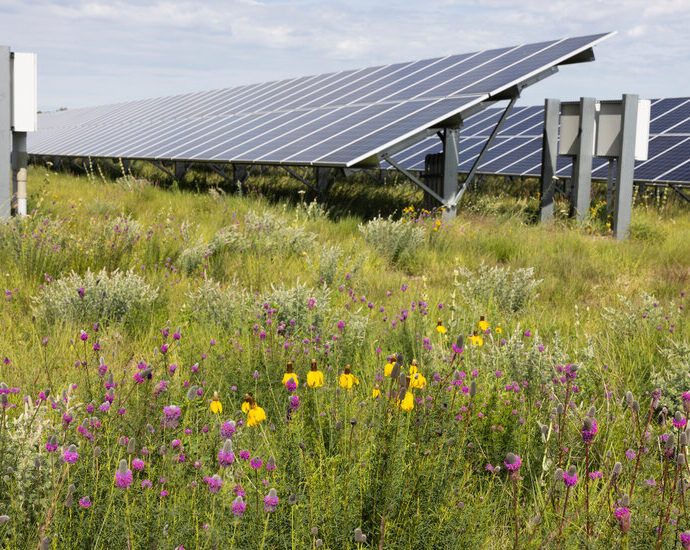 solar-farms-look-to-produce-something-apart-from-power:-pollinator-friendly-habitat