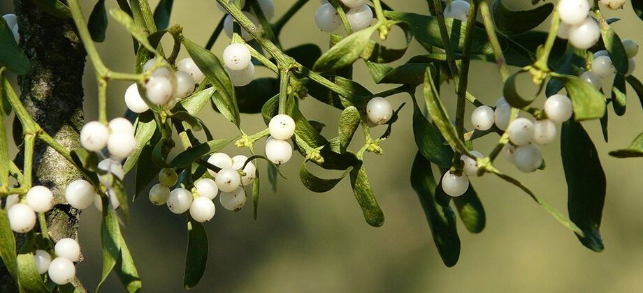 can-mistletoe-cure-cancer?