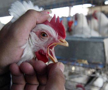 missouri-records-first-human-case-of-avian-flu-this-year