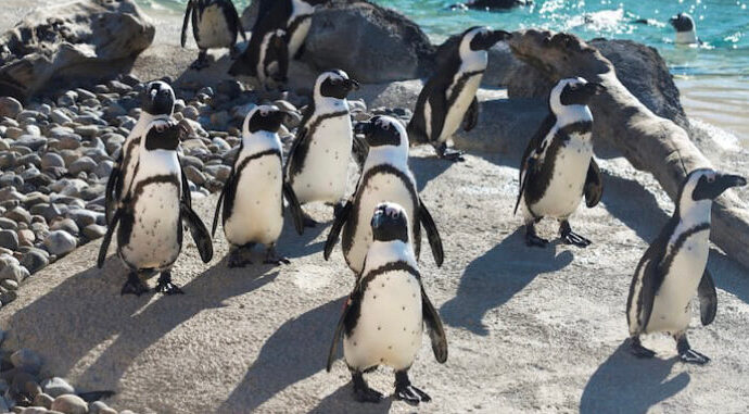 mr.-greedy,-an-african-penguin-with-230-descendants,-dies-at-33