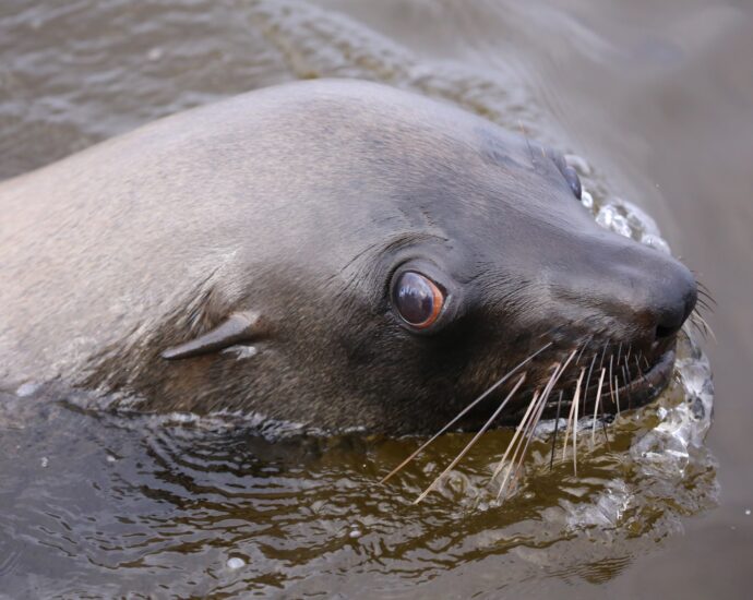 why-are-cape-fur-seals-in-south-africa-infected-with-rabies?