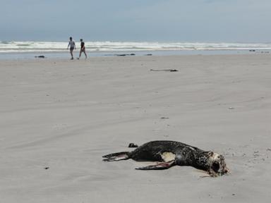 scientists-in-south-africa-say-they-have-identified-the-first-known-outbreak-of-rabies-in-seals