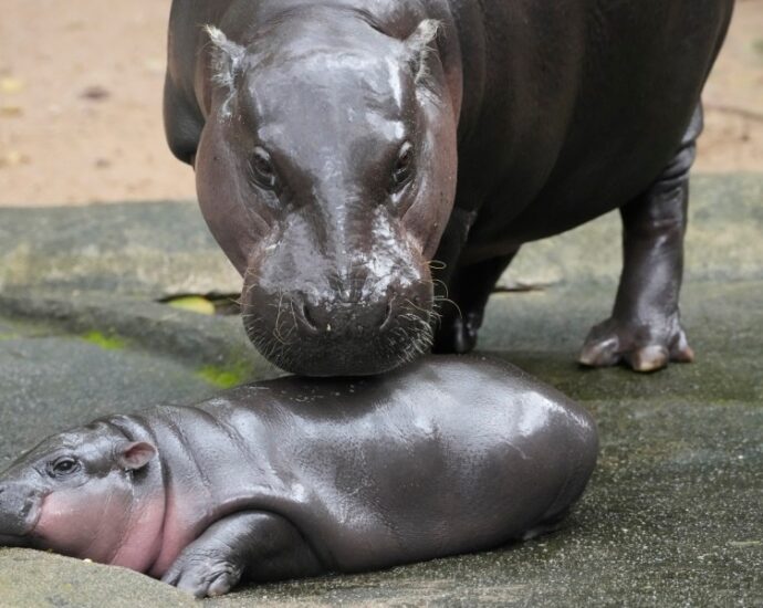 thailand’s-adorable-pygmy-hippo-moo-deng-has-the-kind-of-face-that-launches-a-thousand-memes