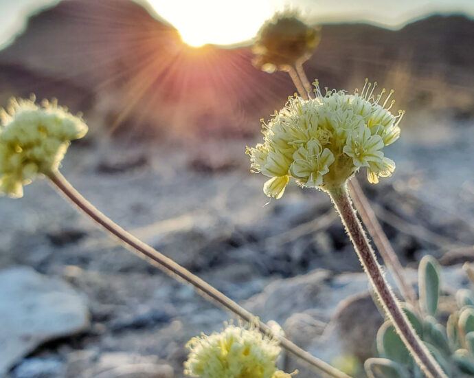 a-nevada-lithium-mine-nears-approval,-despite-threatening-the-only-habitat-of-an-endangered-wildflower